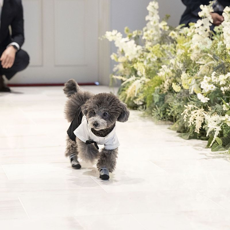 ペットの参列もOK！