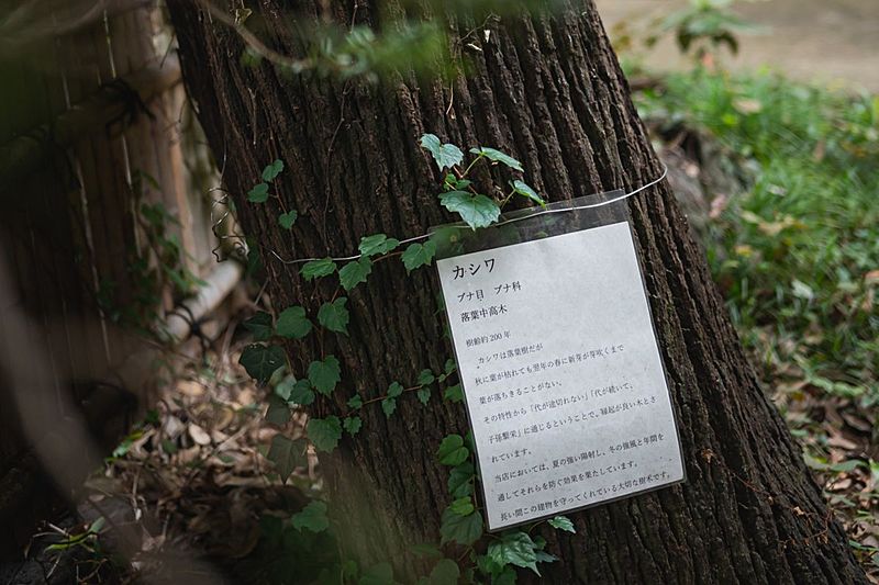 樹齢200年の柏の木