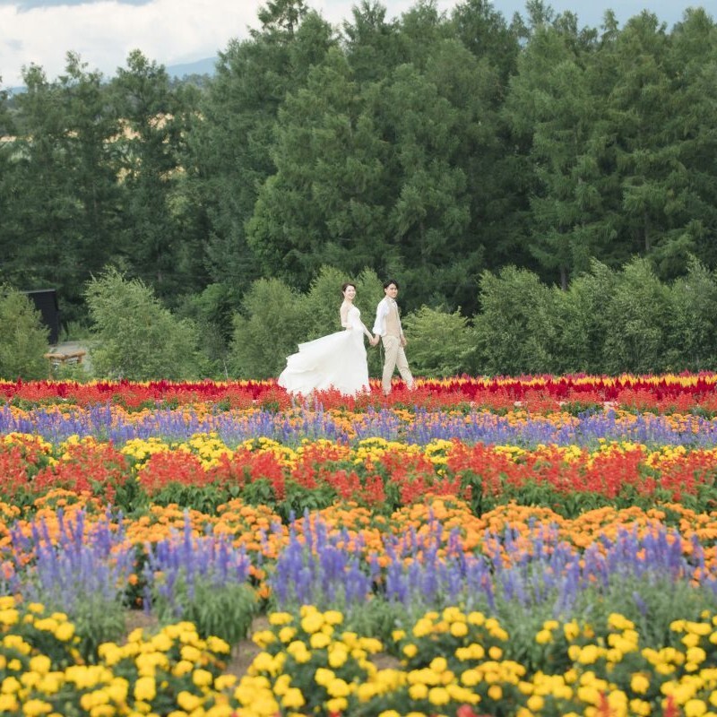 ［美瑛］富良野 or 美瑛の花畑ロケーション