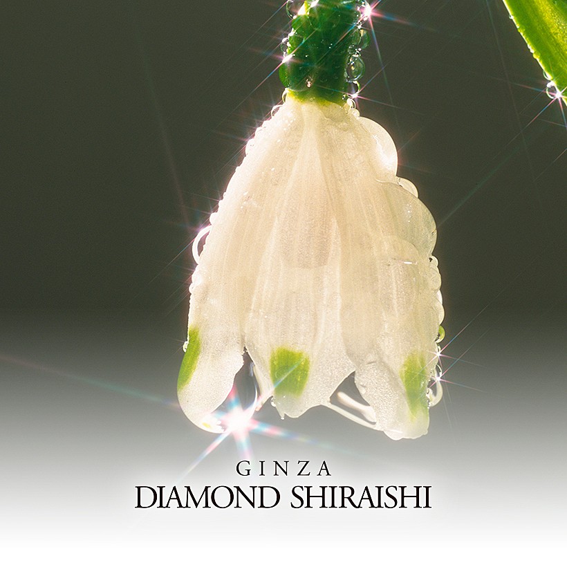 Diamond Lily（ダイヤモンド リリー）