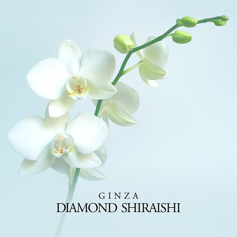 Orchid(オーキッド)