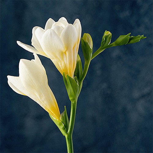 St.Hubert（サンテュベール）