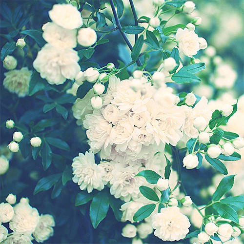 Wild Rose（ワイルドローズ）