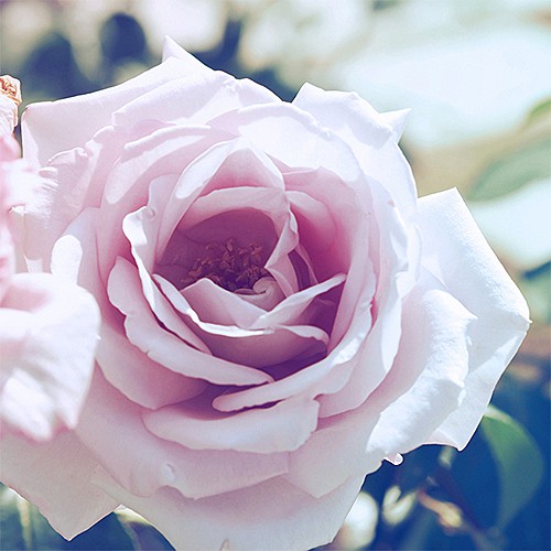 Belle Fabiola（ベル ファビオラ）