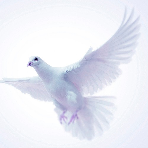 Mariage Oiseaux（マリアージュ オワゾー）